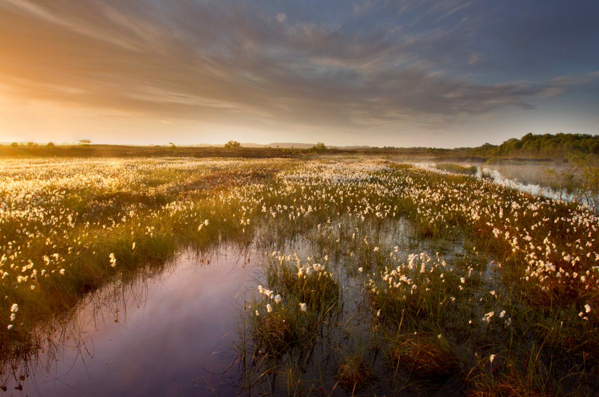 IUCN UK Peatlands tweet media
