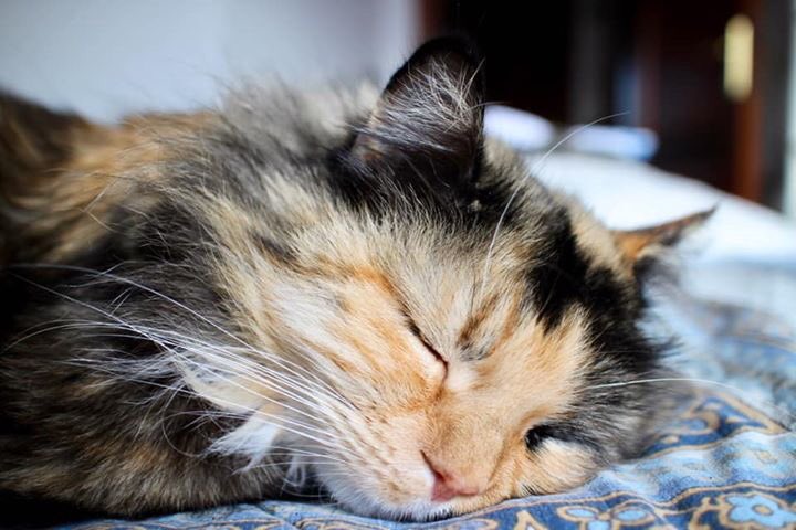 kittiandrews's tweet image. SLEEP FOR PRODUCTIVITY TIP # 3!  Declutter your brain with a 20-30 minute power nap at that productivity-draining mid-afternoon slump; you’ll be fresh and ready to tackle whatever is left on your plate! Bonus energy : a pre-nap coffee!
#productivity #declutter
#virtualdeclutter