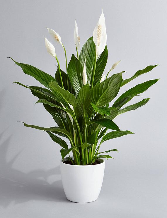 JohnnyD1975's tweet photo. @jenniferhchao Peace lily is easy to maintain and looks nice! https://t.co/kcxTKaIbUN