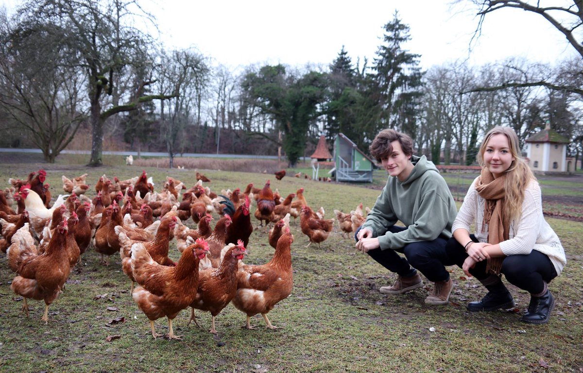 Grüne Jugend Brandenburg looking at Hühner

Quelle: Facebook-Seite von Grüne Jugend Brandenburg