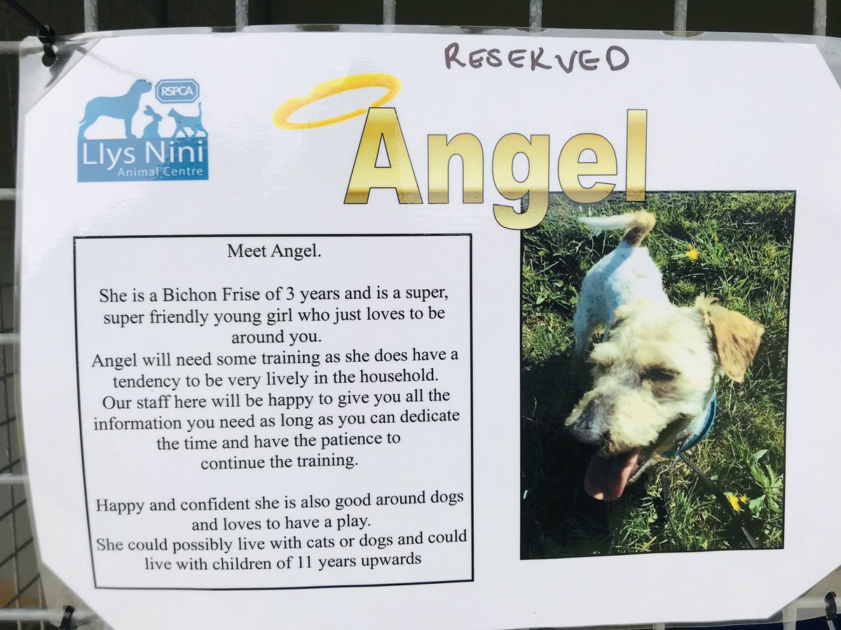 BubsyTownhill's tweet photo. Junior STF have had a wonderful day with Nikki &amp; Debbie @LlysNini Animal Centre, learning all about the care they take with animals in need who need love and attention and are ready for adoption. What a brilliant day! #THCstf #THCtopic #outdoorlearning #RSPCA #AnimalRights https://t.co/m4Td3wn5bC