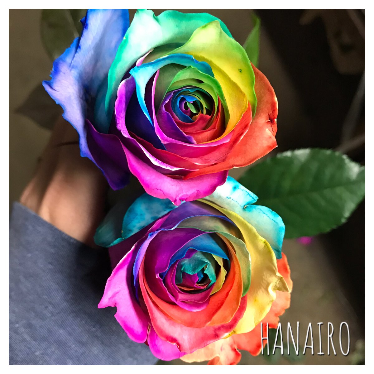 染めバラ専門店 Hanairo בטוויטר レインボーローズ 作り方変えてみました いい感じになる様にバージョンアップされました