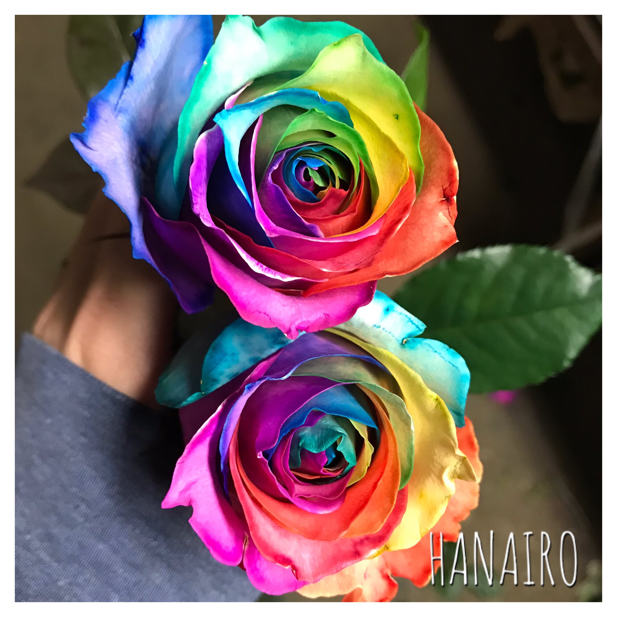 染めバラ専門店 Hanairo בטוויטר レインボーローズ 作り方変えてみました いい感じになる様にバージョンアップされました T Co Y5itkipsni טוויטר