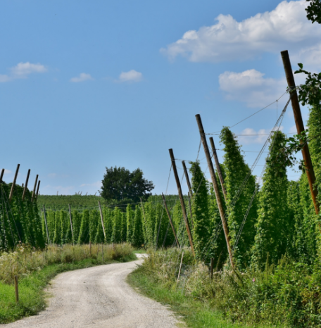 Is this the Road to Amarillo? Ryan Huffman went to find out. READ MORE about this amazing trip to hop heaven that Ryan went on with us. 

africahops.co.za/2019/05/15/is-…