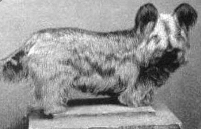 The Edwardians were of the curious belief that dog ownership was gendered: “the Paisley terrier” wrote Rawdon Lee Briggs “is most suitable for a lady”. Keep reading @Countrylifemag for my piece on Britain’s lost dog breeds