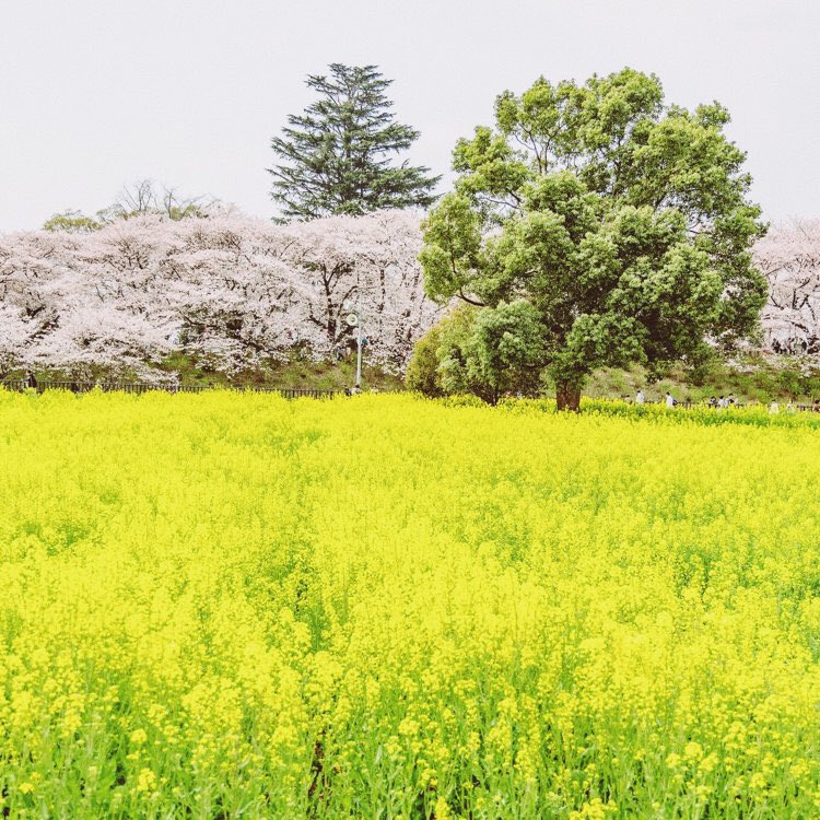 やり方を知っている…だけでは…
上手にならないよね？

やってみた…だけでは…
上手にならないよね？

最初は誰でも
初めてだから…
上手にできるはず無いよね？

だから、失敗なんて当たり前！
をたくさん集めたら、
いつのまにか上手になってるね😄