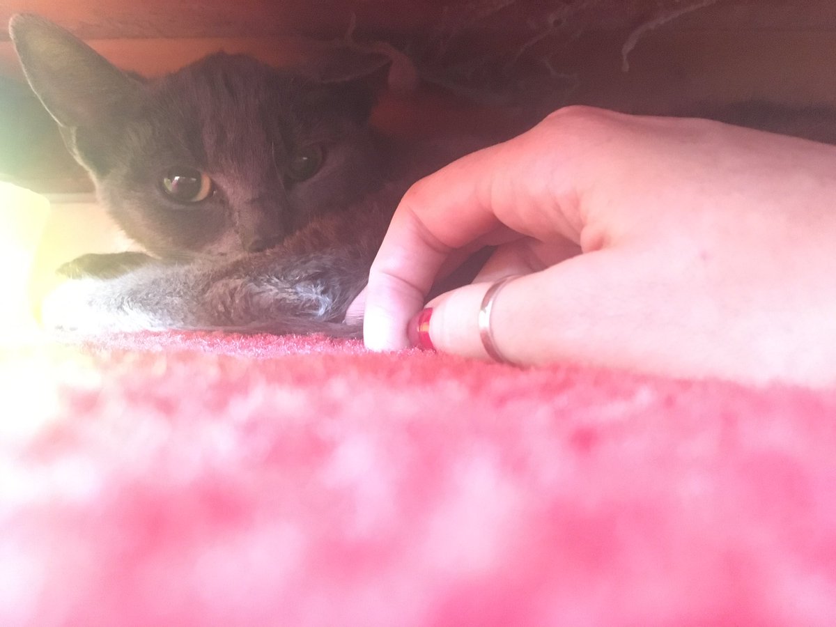 Lucyhbmort's tweet image. Found an older blue grey kitten in our house in #burnage #levenshulme (!) - if anyone has a #lostcat in #Manchester