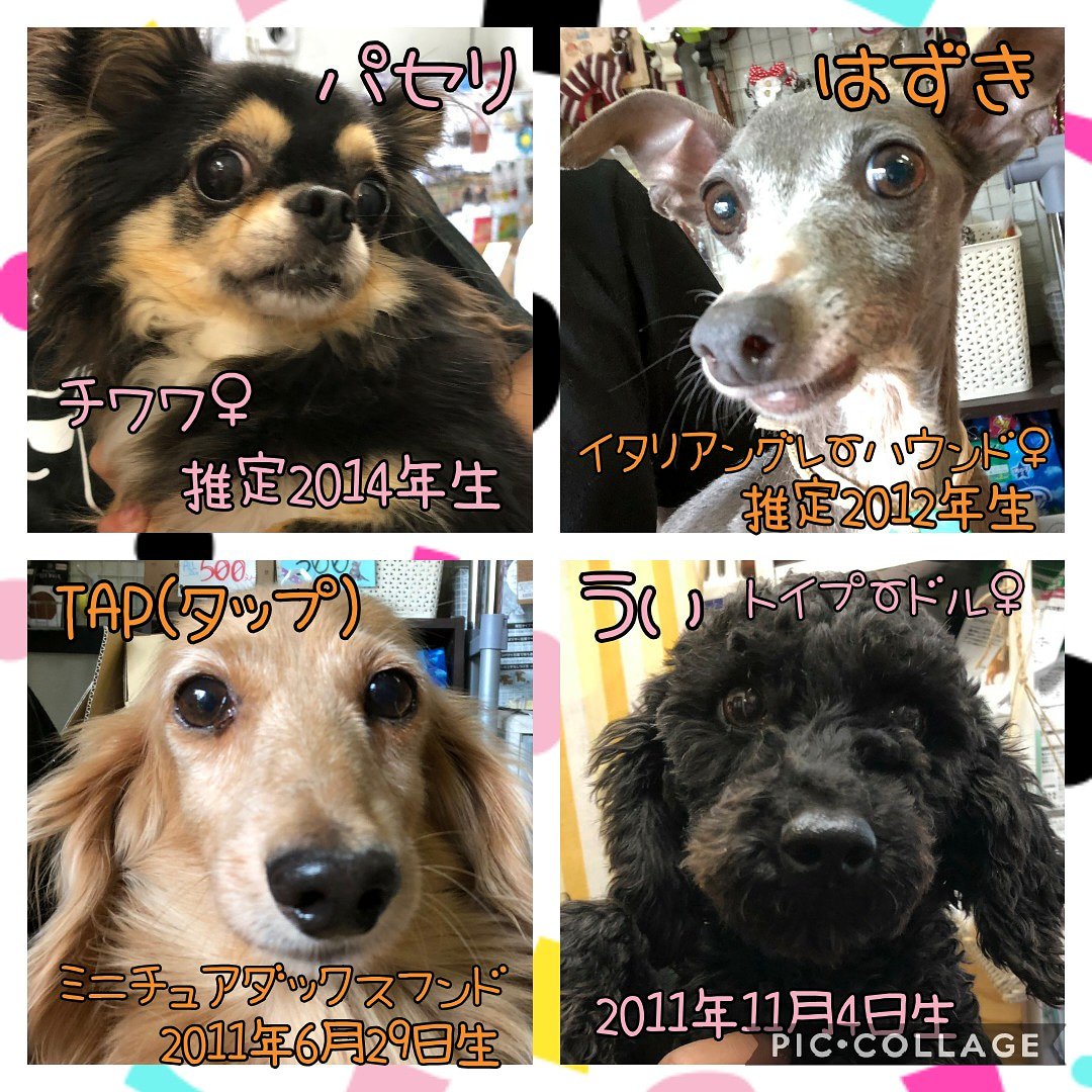 保護犬カフェ 立川店 No Twitter 本日保護のメンバーの紹介です きもと動物病院にて健康チェック シャンプー等ケアを行ってからの里親募集になります みんなに素敵なおうちが見つかりますように 里親募集 保護犬カフェ 保護犬カフェ立川店 保護犬 里親 保護犬カフェ 立川店 No Twitter 本日保護のメンバーの紹介です きもと動物病院にて健康チェック シャンプー等ケアを行ってからの里親募集になります みんなに素敵なおうちが見つかりますように 里親募集 保護犬カフェ 保護犬カフェ立川店 保護犬 里親