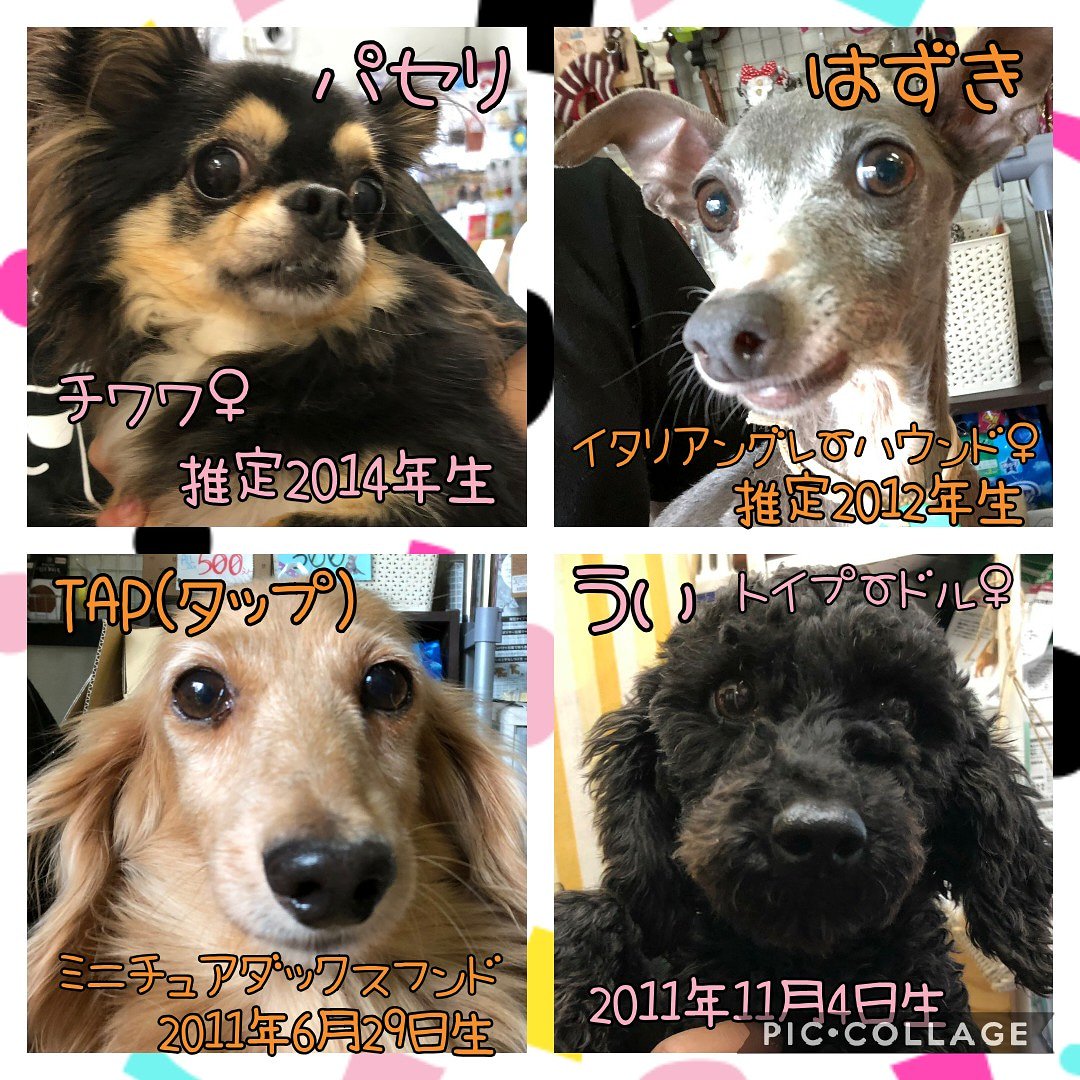 保護犬カフェ 立川店 No Twitter 本日保護のメンバーの紹介です きもと動物病院にて健康チェック シャンプー等ケアを行ってからの里親募集になります みんなに素敵なおうちが見つかりますように 里親募集 保護犬カフェ 保護犬カフェ立川店 保護犬 里親