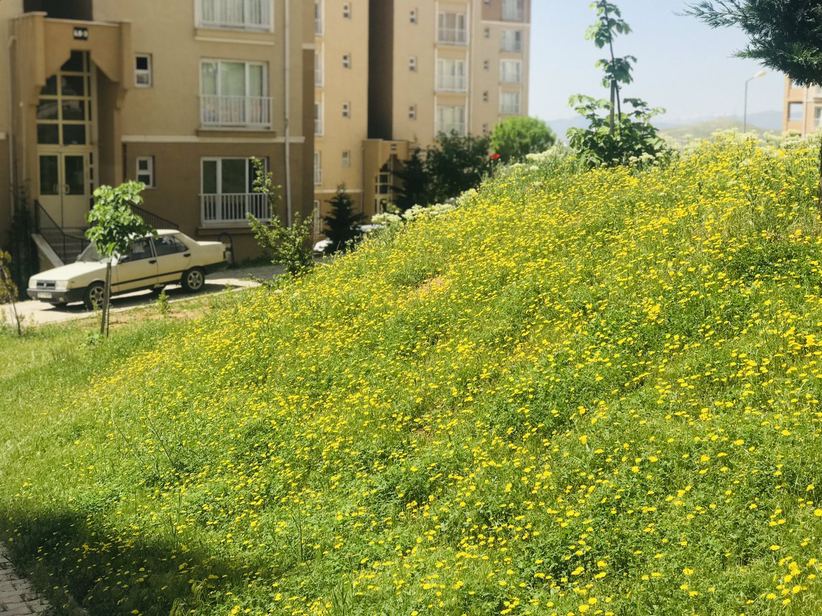 Çim biçme çalışmalarımız devam etmektedir. <a href="/Ayhan19Karaca/">Ayhan Karaca</a> <a href="/EmlakYonetim/">Emlak Yönetim A.Ş.</a> @Emlakisletmeler <a href="/muratozer23/">murat özer</a>