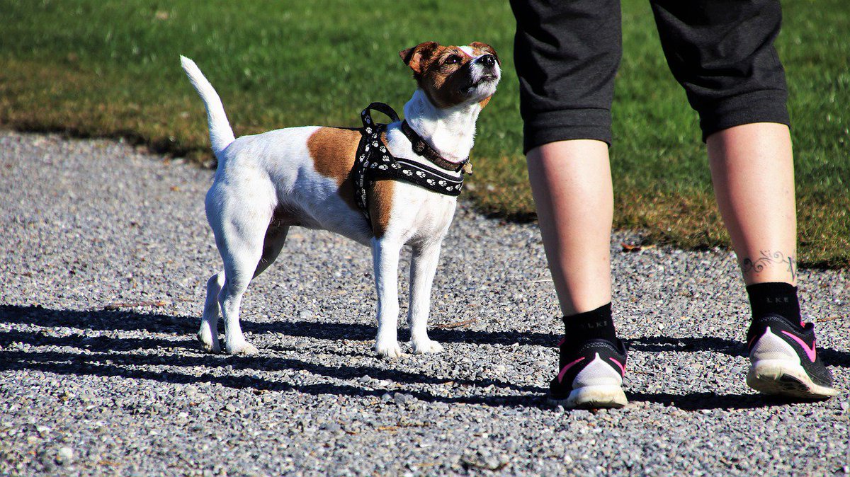 TSM_Bandagen's tweet photo. Der Freund auf vier Pfoten ist das Lieblingshaustier Nummer 1. Warum ein #Hund unserer #Gesundheit so enorm gut tut, erfahren Sie hier: https://t.co/Moddz3Jd8y https://t.co/HYlTattTGB