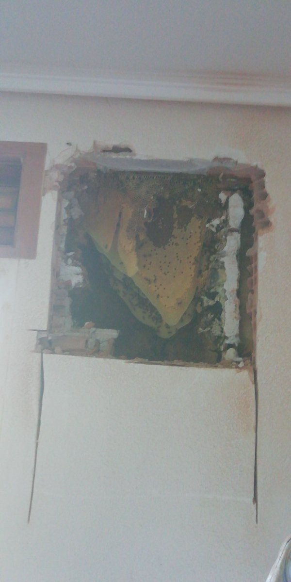 artacho_ivan's tweet photo. Hemos recogido unos #enjambres es una casa por reformar. Impresionante el trabajo de estas #abejas Unos kilos de #cera y algo de #miel https://t.co/eXfhALCoIJ