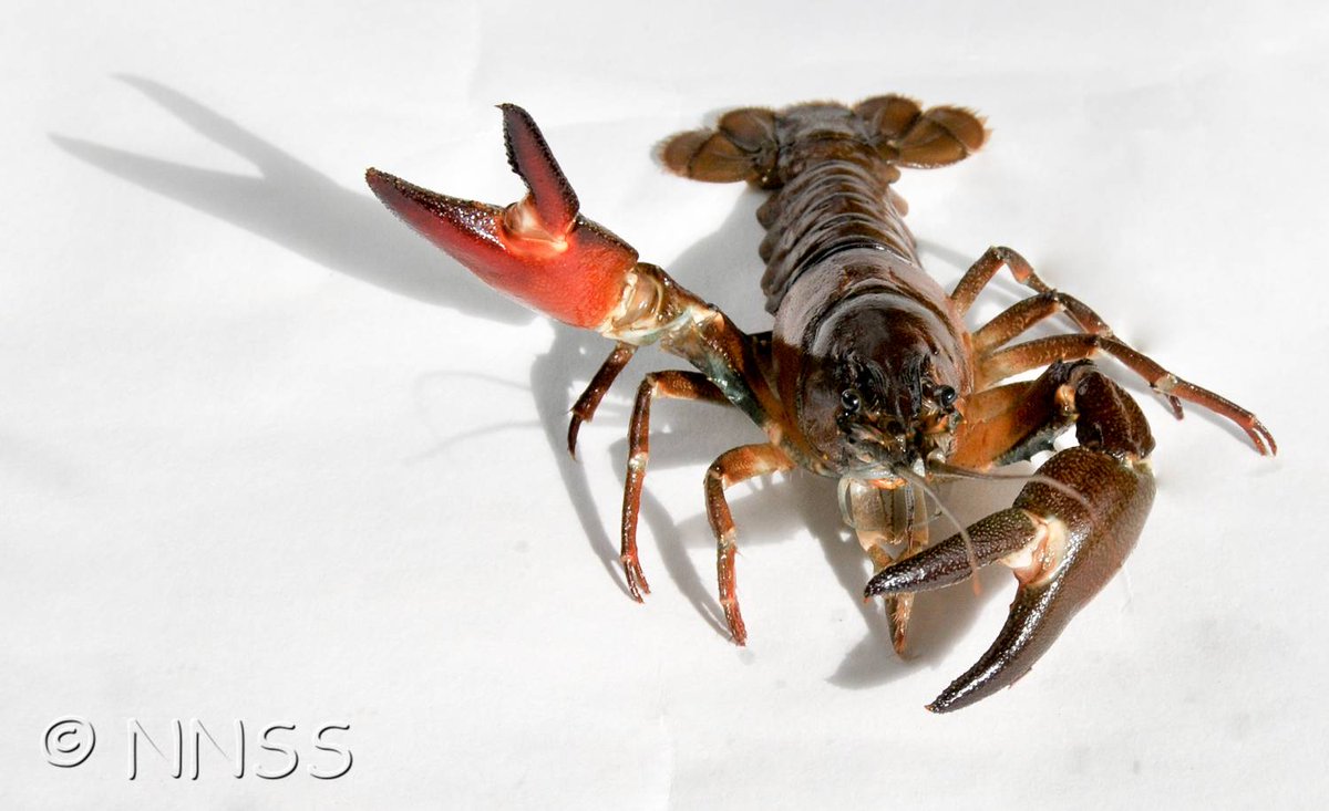 TyneRiversTrust's tweet photo. Signal Crayfish are #Invasive Species found in the #Tyne. They are much bigger than native white-clawed crayfish and look more like a lobster. They out-compete our native species and burrow in riverbanks making them unstable. @InvasiveSp @EnvAgencyYNE #InvasiveWeek https://t.co/Ya6LytdLOn