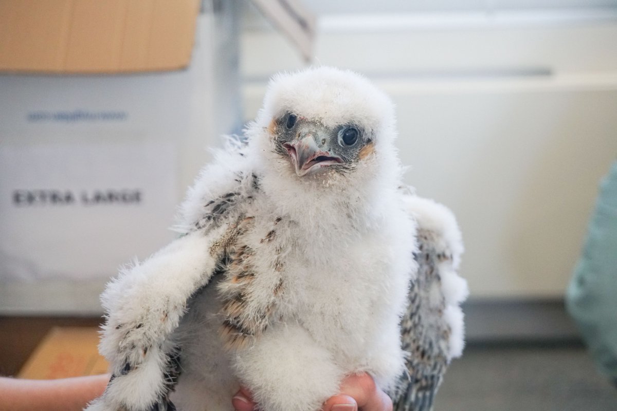 NottmTrentUni's tweet photo. Yesterday @Nottswildlife successfully ringed our three healthy peregrine falcon chicks😍. Look how much they've grown! You can watch the chicks live here: https://t.co/szqRHRE1BC https://t.co/lQ3HQQ2ieI