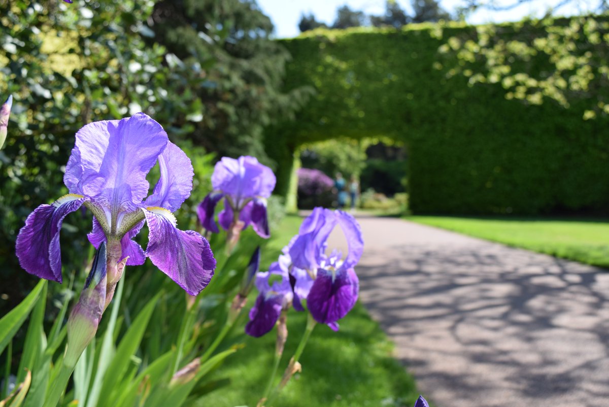 Iris germanica soaking up the sun @TheBotanics #VisitScotland