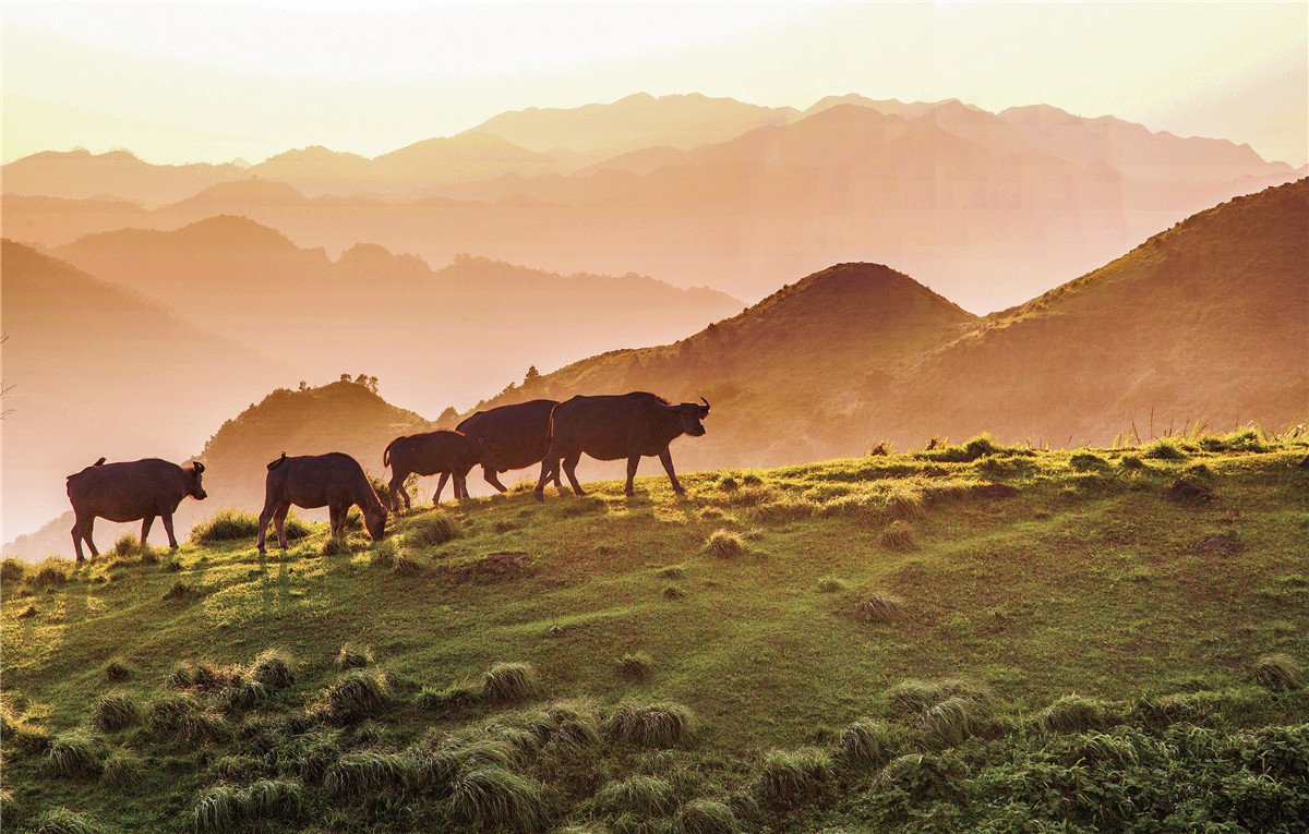 Beautifulgx's tweet photo. There is a natural alpine ranch in Nanning. Have you been there ? It is located at the Lion Mountain, Shanglin County of #Nanning.Where you can enjoy the most nature and beautiful grassland in Nanning, very spectacular. 🌿🌿 #travel #photography https://t.co/rH8aSKdGUl