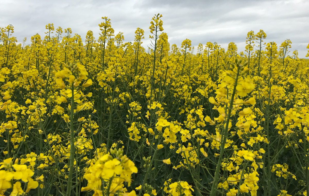 retroturistika's tweet image. Někdy ta řepka olejka nám občas přeroste i přes hlavu 😎🤪⚫️ #repka # momentka #cesko #czechia #vylet #putovani #turistika #trip #explore #Flowers #Smile