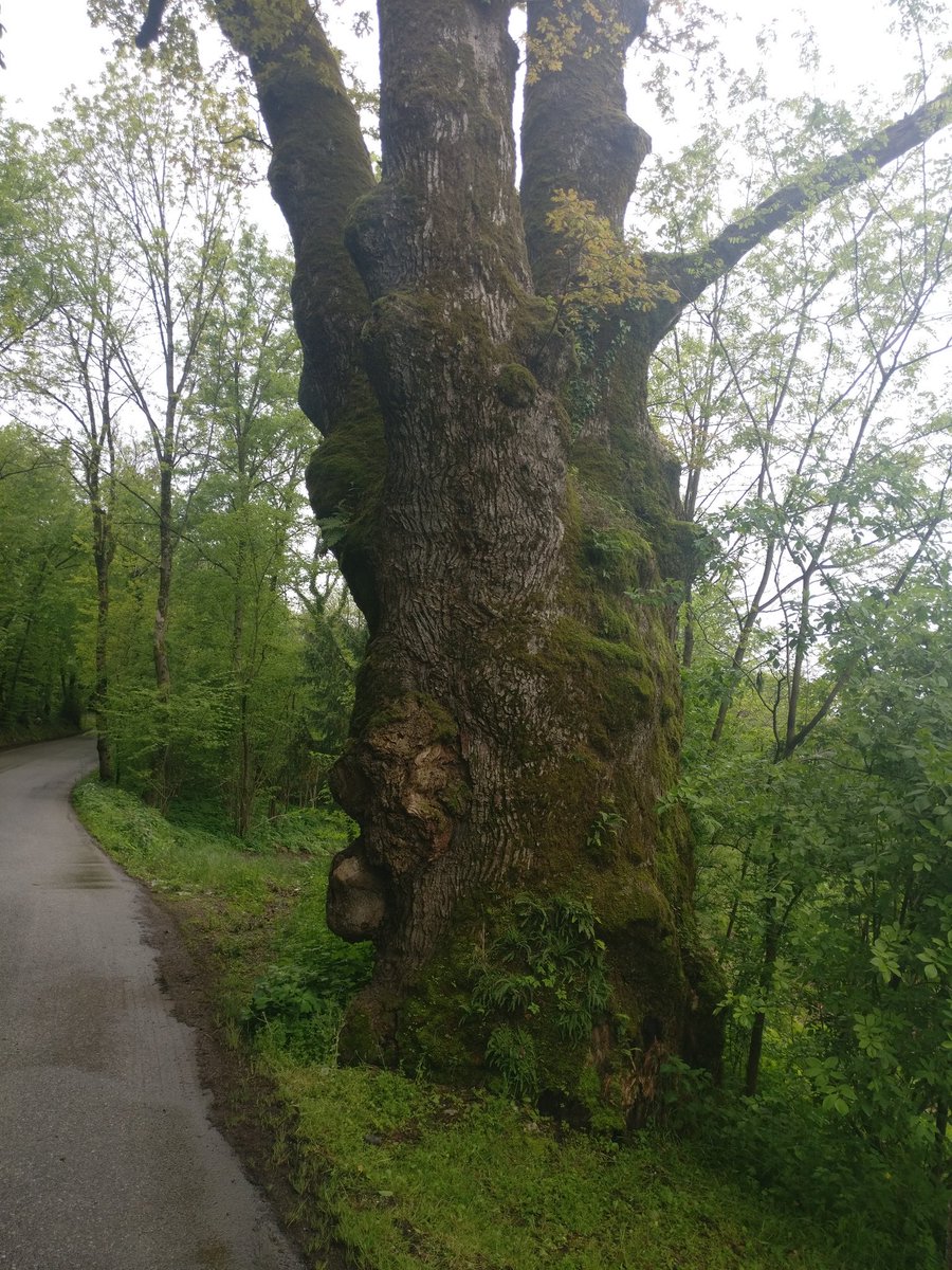 galloforcello2's tweet photo. Via #pedecastello #albero #secolare #belluno #Veneto https://t.co/Mt8BFczXkR