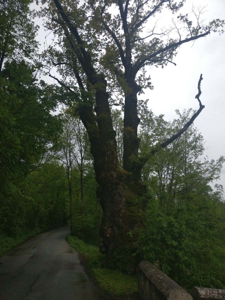 galloforcello2's tweet photo. Via #pedecastello #albero #secolare #belluno #Veneto https://t.co/Mt8BFczXkR