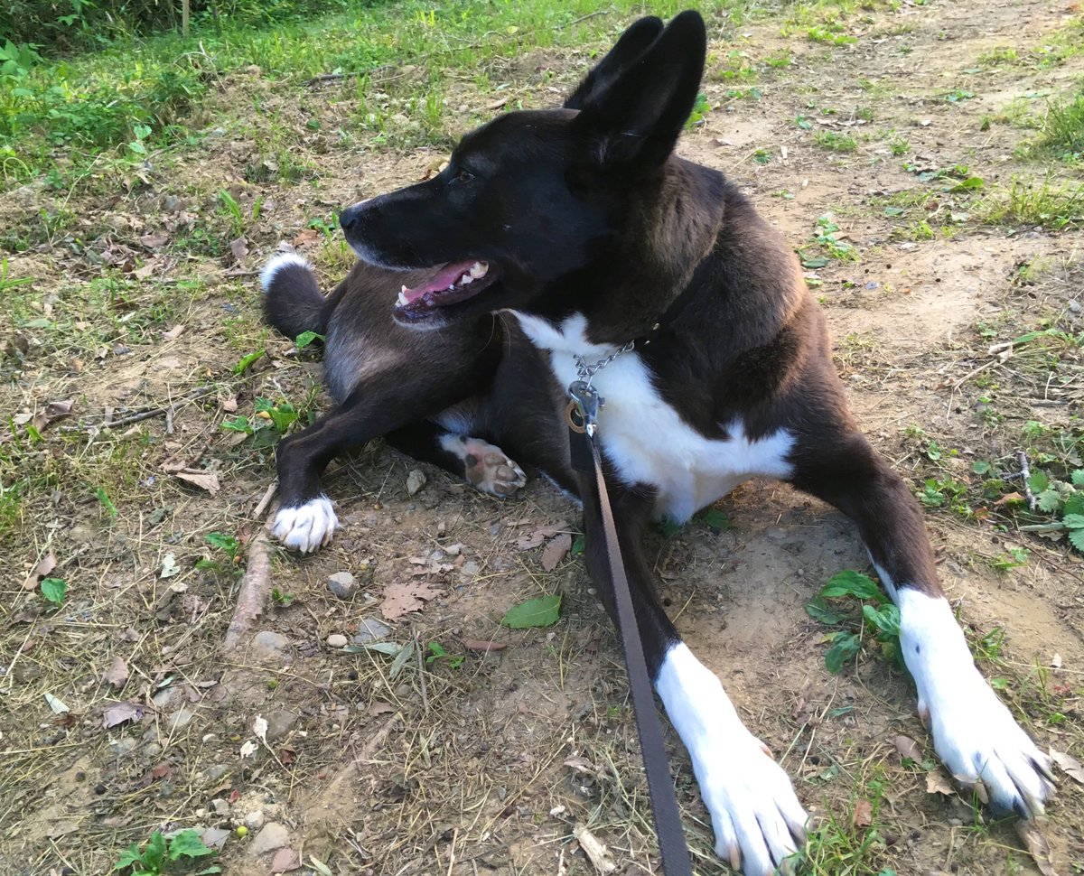 めっちゃ育児参加してんじゃんこの犬 幼児をあやす犬がえらいし尊い Togetter めっちゃ育児参加してんじゃんこの犬 幼児をあやす犬がえらいし尊い Togetter