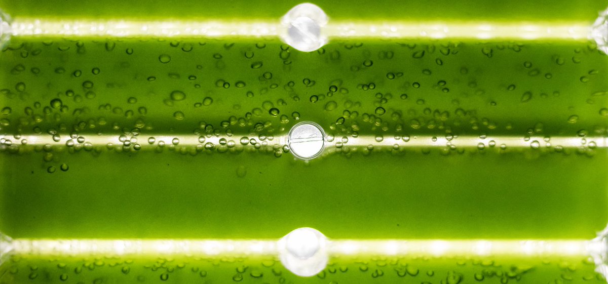 Jaime_LopezAmor's tweet photo. ⛽ Científicos españoles logran producir #biodiésel a partir de #microalgas cultivadas 🌱
Este #biocombustible, en cuyo proyecto han trabajado seis centros tecnológicos franceses y españoles, podría tener un precio de 3,3 €/L ➡️ https://t.co/WHFVD5CXxG
- Vía @innovadores_inn https://t.co/S17WkkNX72