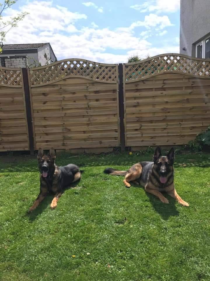 PSOSDogs's tweet photo. Have you voted in the #PolTAwards yet? #TPDOakley and #PDHarper are asking for you to vote for us in Cat 6 🙏
@poltawards
#BestDogAccount
#DogBanter 🐕🐾 https://t.co/G4fb0E6DZ1