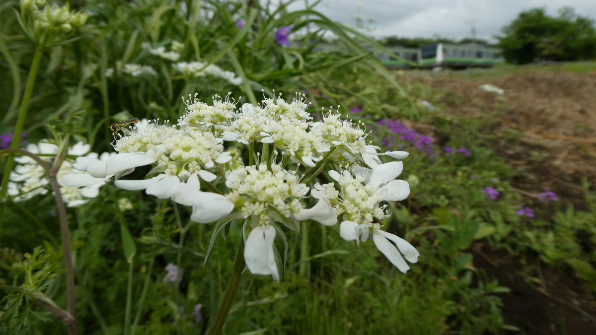 コリアンダーの花