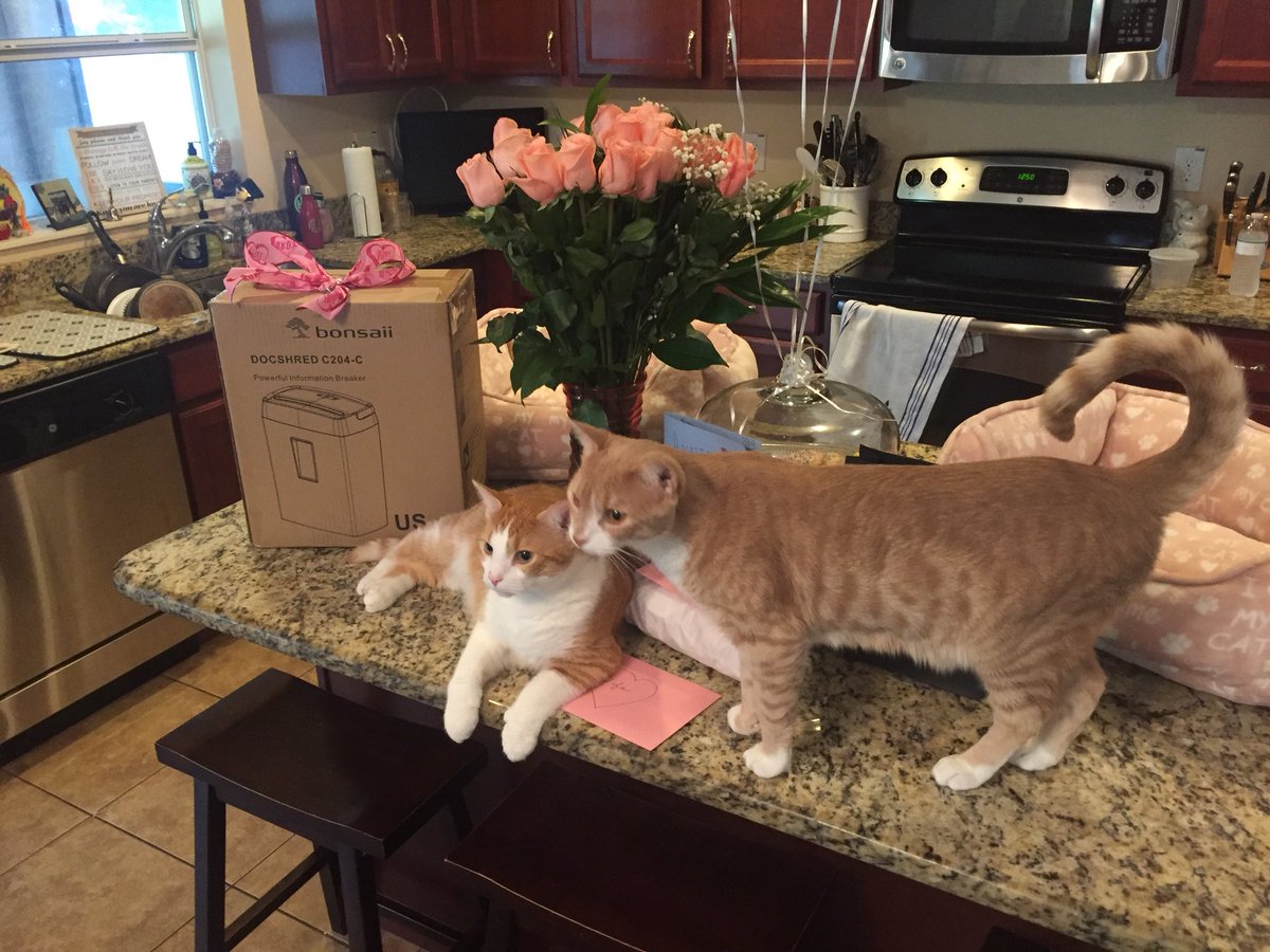 MarbleHoppers's tweet photo. .@TheDaiIyKitten Smile #pogie #Thor #Smile https://t.co/j2C0TDUgpx