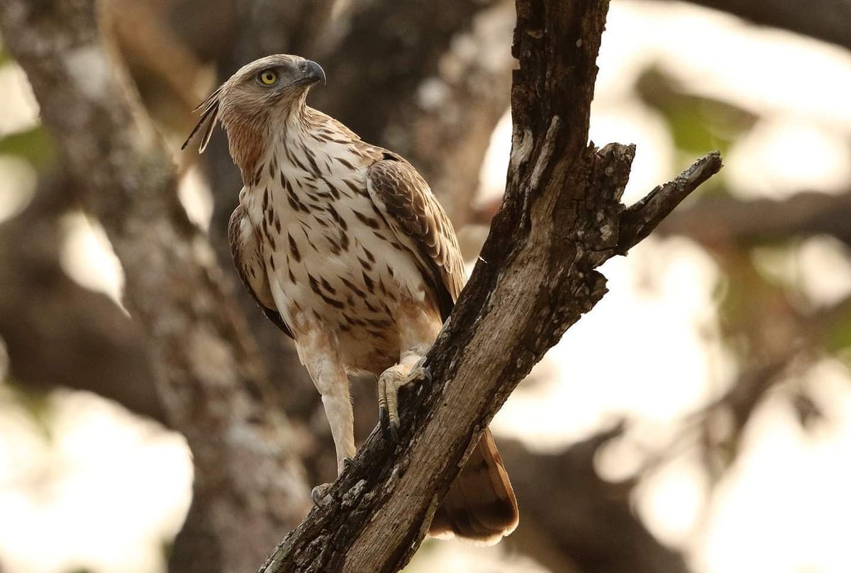 CrestedHawkEagle
Kabini@Karnataka@India
#CrestedHawkEagle