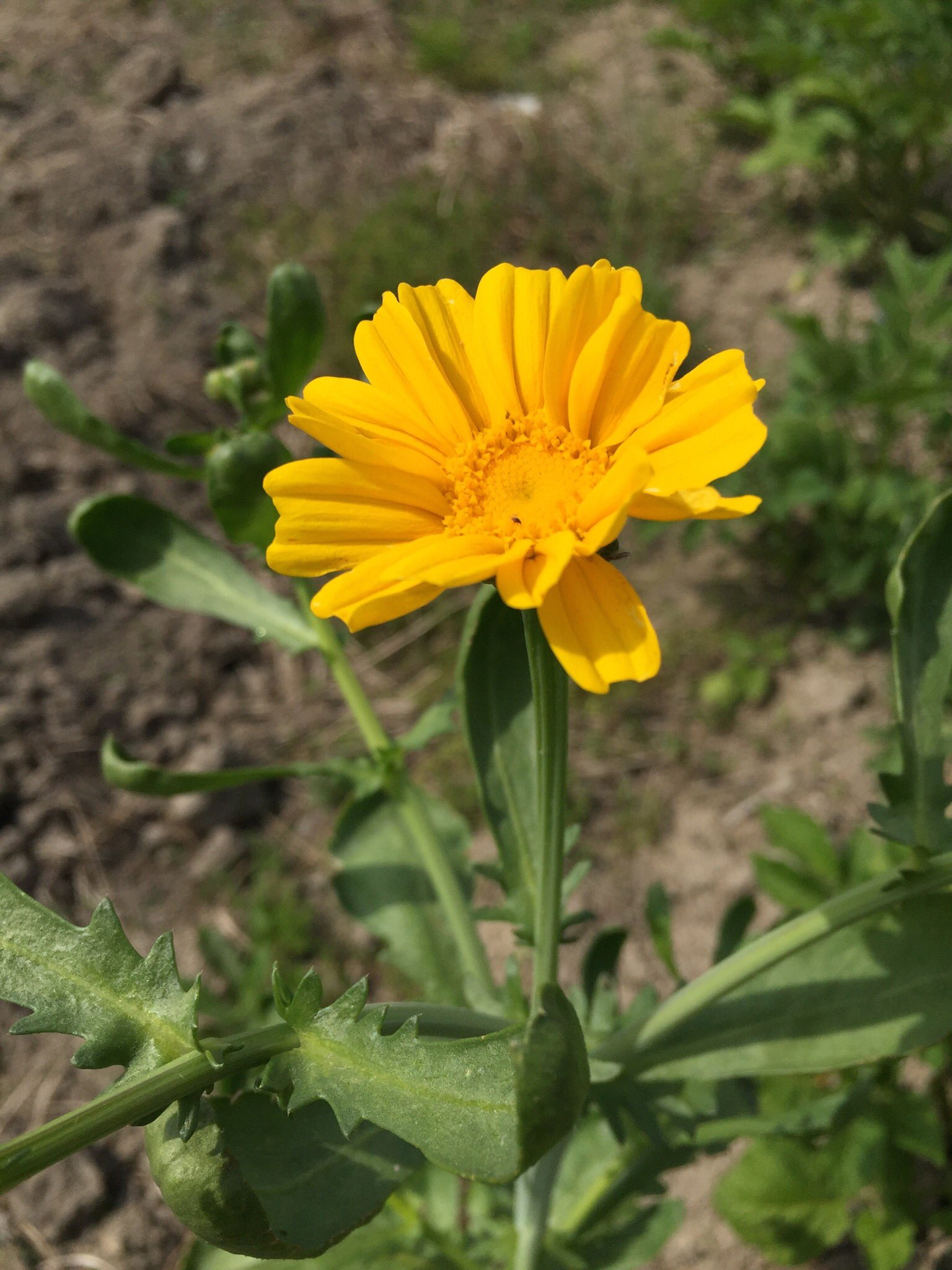 野菜工房おおた ベジブベーカリー店主 Auf Twitter 春菊の花 本来植えていない場所から芽を出し花を咲かせていました 花も食べられるみたいですが苦味が強くあまり一般的ではないみたいです キレイなので観賞用としても良いですね 調べてみると 食用として