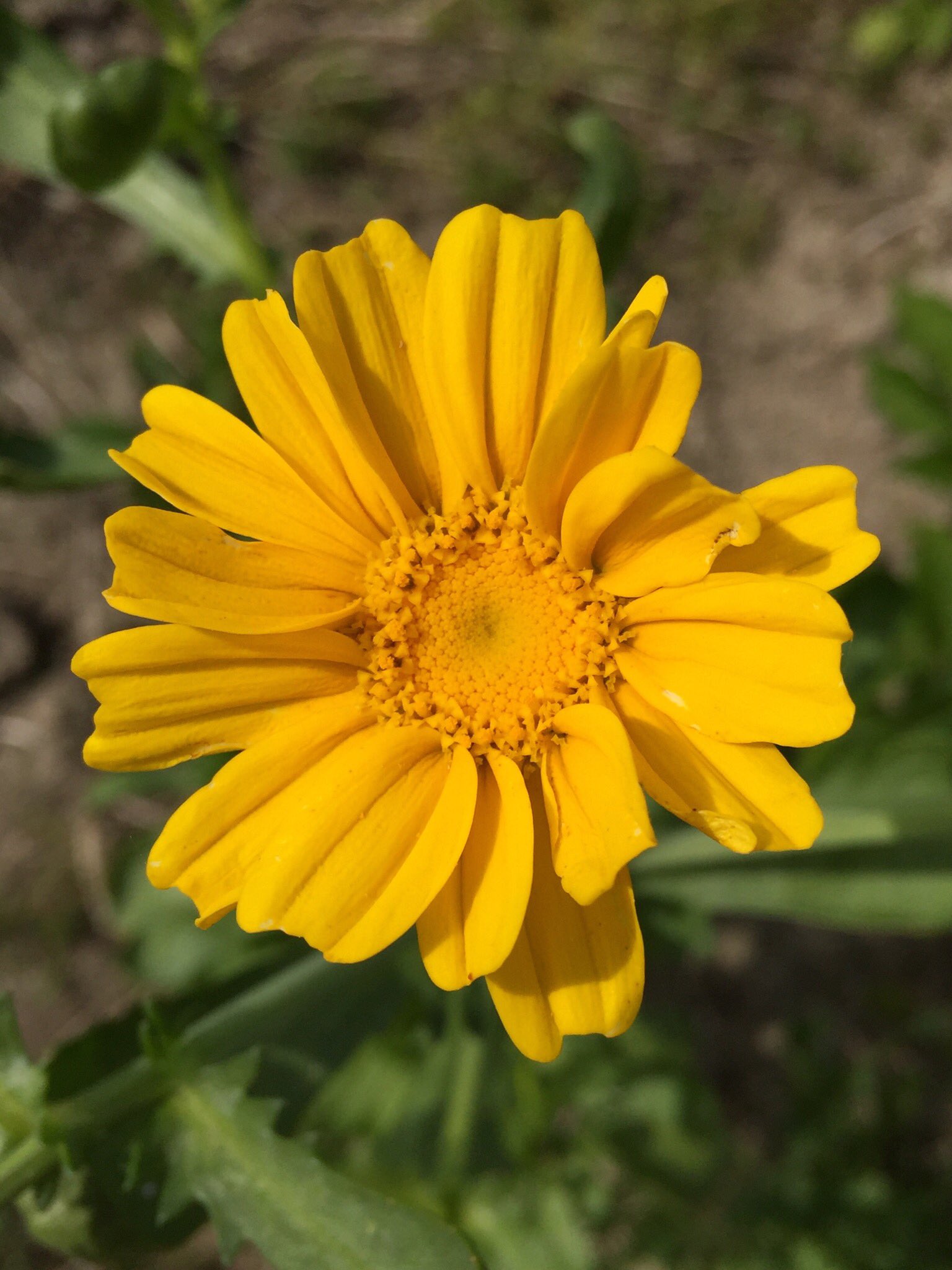野菜工房おおた ベジブベーカリー店主 Auf Twitter 春菊の花 本来植えていない場所から芽を出し花を咲かせていました 花も食べられるみたいですが苦味が強くあまり一般的ではないみたいです キレイなので観賞用としても良いですね 調べてみると 食用として