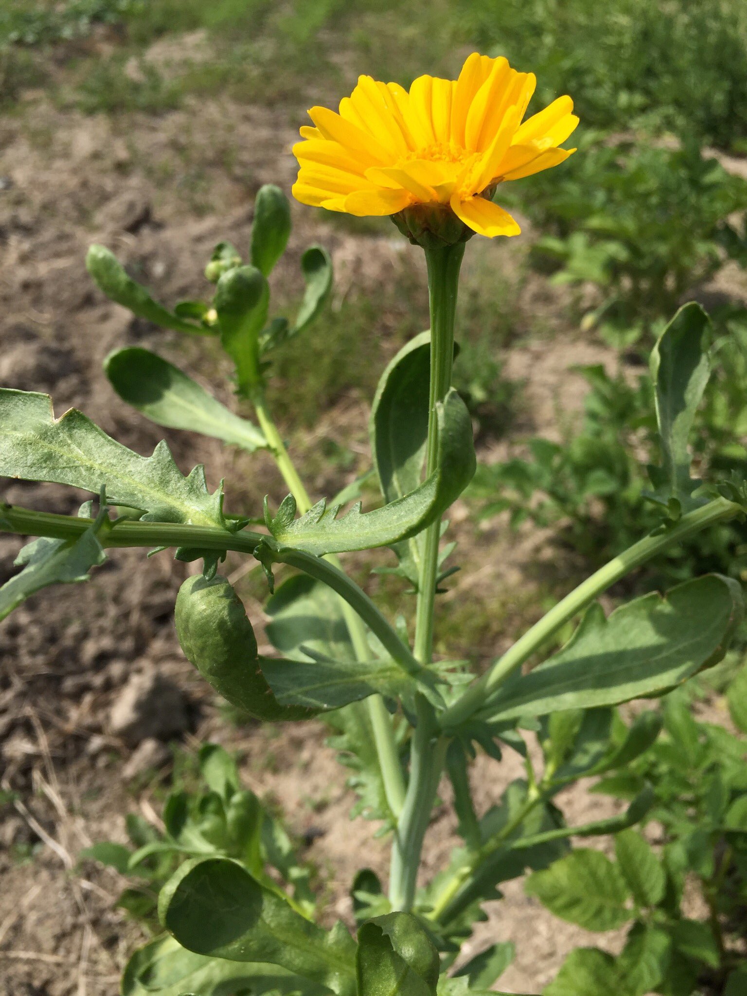 野菜工房おおた ベジブベーカリー店主 Auf Twitter 春菊の花 本来植えていない場所から芽を出し花を咲かせていました 花も食べられるみたいですが苦味が強くあまり一般的ではないみたいです キレイなので観賞用としても良いですね 調べてみると 食用として
