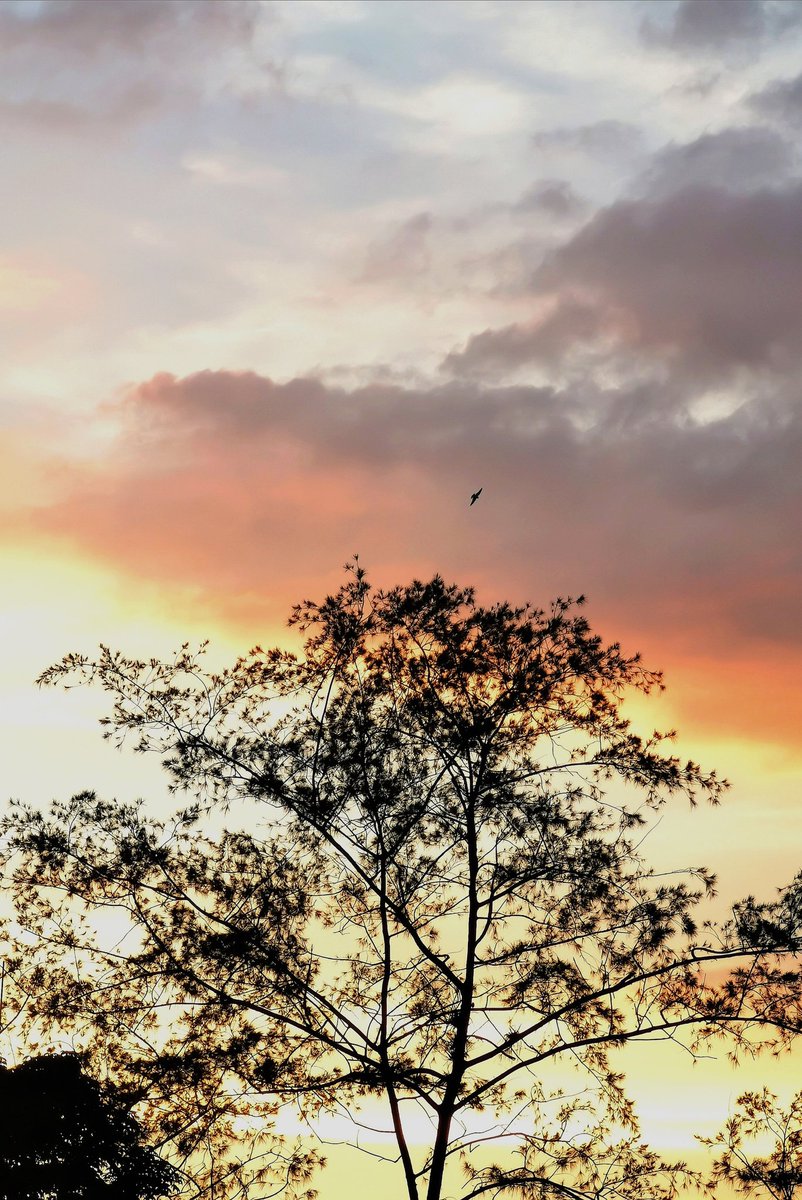 JuversonMabasa's tweet photo. "RESTING PLACE"
5:45 p.m.
Plaza Rizal Malaybalay
#wallpapersforyou
#wallpapers
#lockscreenphoto
#HuaweiP30Pro
#juvermabasa https://t.co/jcROQQV0Uw