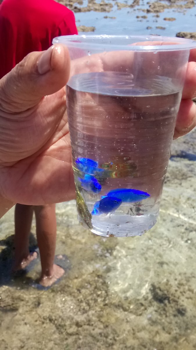 LOOK: Some Blue Damselfish trapped inside a prohibited #SingleUse plastic cup. #DYK Damselfish and other species’ habitat is a coral reef.  They are an indicator of a healthy underwater ecosystem, so catching them is a NO NO! #OceanMonth #FreeTheSeasFromMarineDebris