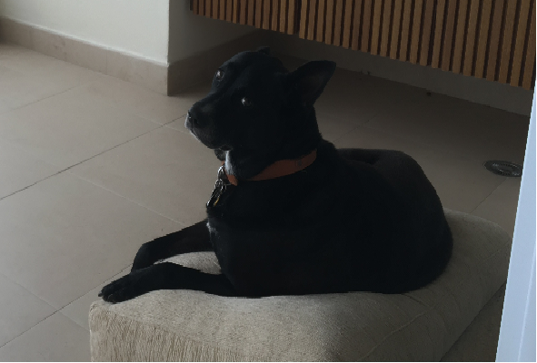 interemrelo's tweet image. Pipoca goes to Brazil
Of the #pets moved by #Interem, India in April, Pipoca travelled the farthest from #India to #Brazil. Feel free to reach out to us on sales@interemrelocations.com for a stress free relocation for you and your pet. We look forward to your enquiries.