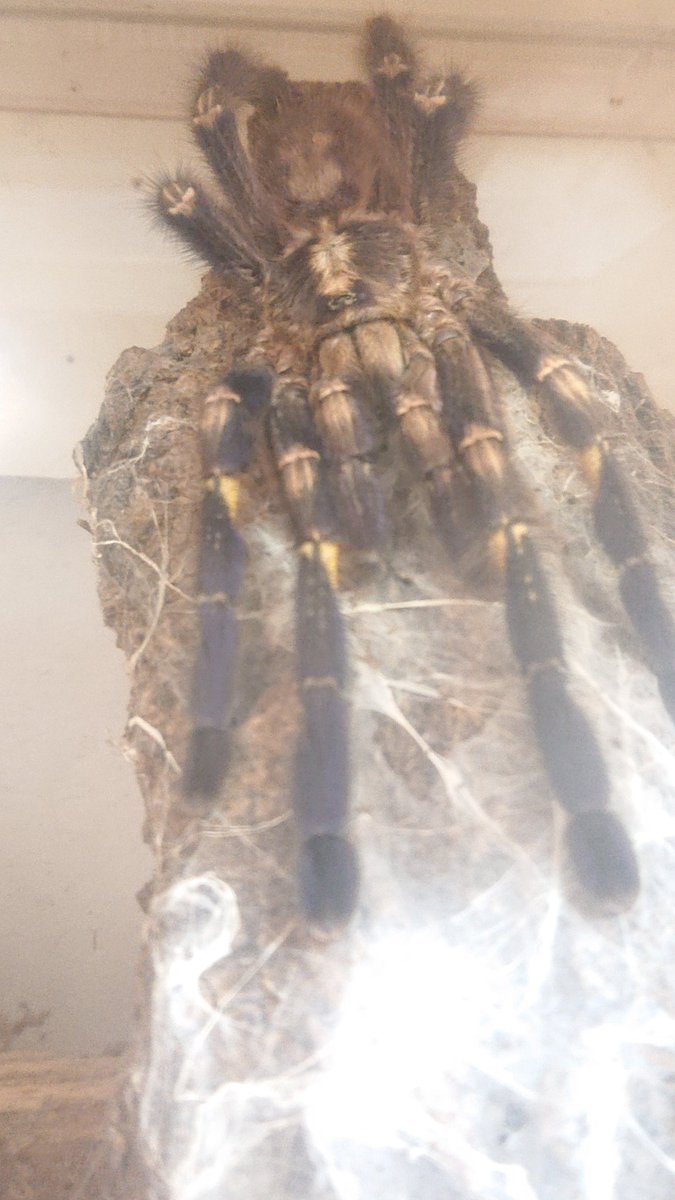 おざき Pa Twitter このメタリカ様の見下し顔すき メタリカ これが最強のタランチュラの狩り方だ