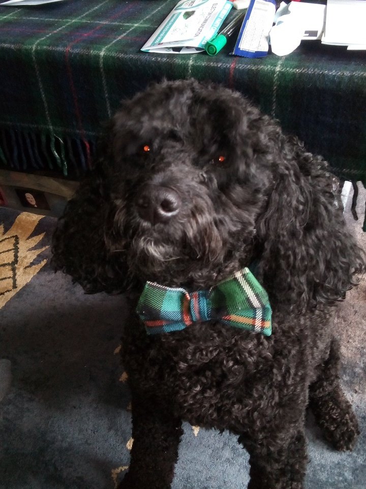 l_ronaldson's tweet photo. @polscotdogs @poltawards How do I vote #TPDOakley
#PDHarper https://t.co/ChRkFriT4S
