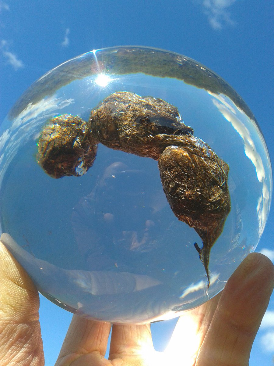 This Beautiful Island (@beautiful_iow) on Twitter photo Did you know the #isleofwight is home of the National <a href="/PooMuseum/">National Poo Museum</a>? Yep thats right! Unfortunately closed until summer 2019 whilst moving to new premises the museum is full of interesting poo! Its brilliant for kids breaking the poo taboo 💩 #MuseumWeek2019
poomuseum.org Did you know the #isleofwight is home of the National <a href="/PooMuseum/">National Poo Museum</a>? Yep thats right! Unfortunately closed until summer 2019 whilst moving to new premises the museum is full of interesting poo! Its brilliant for kids breaking the poo taboo 💩 #MuseumWeek2019
poomuseum.org