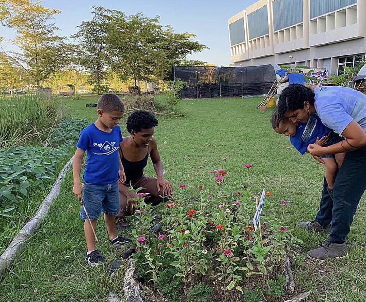 HuertoSemillaPR's tweet photo. Brigada del martes 14 de mayo 🌱💦 seguimos trabajando la tierra en familia y armonía , estamos muy felices de la abundancia que se ha generado y la comunidad que sigue creciendo 🙏🏻
#agroecologiacomunitaria 
#desdeabajocomolasemilla 
#escuelasemillera https://t.co/hFmURp3soN