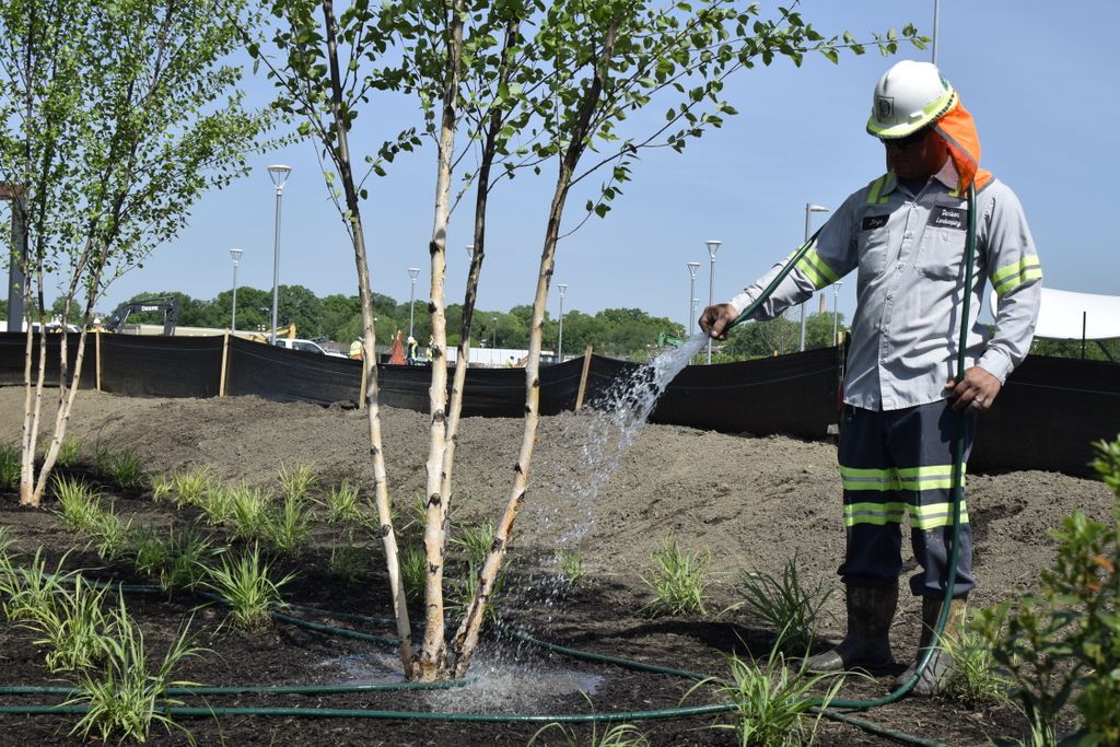 Denisonlandscap's tweet photo. Water: The key to a happy & healthy life, no matter if you're an animal, human or a tree. #DCtrees #rfk #riverbirch #tree https://t.co/Ia8CKD8h3m