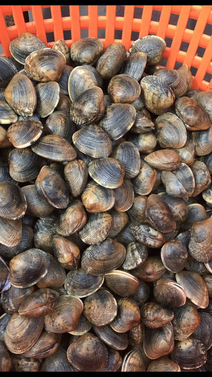 Dorsetshellco's tweet photo. Just nine days until MSC Palourde Clams &amp; Cockles are back, we are the UK’s only MSC Clam &amp; Cockle producer, please get in touch to find out more 🤘 #choosethebluelabel #msc #pooleharbour #dorsetclams #sustainable #palourdes #cockles https://t.co/Gm8iJBambb