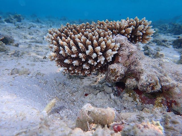 Corail &amp; coquillages 🐚 #lagonbleu #maldives #dream #bluelagoon #coral #inspiration #toucanbleu bit.ly/2VsD6SP