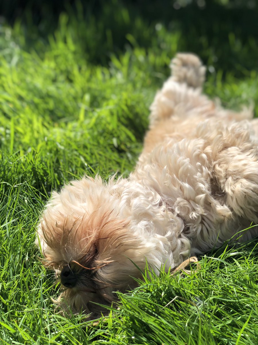 This is how me and Mollie are spending the afternoon after <a href="/PukkaInsure/">Pukka Insure</a> ‘s amazing party last night. #BIBA19