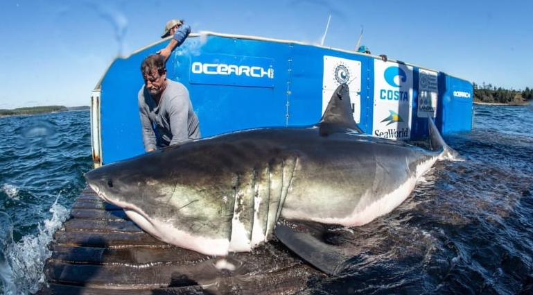 TheBigBasham's tweet photo. Dun Dun Dun Dun. Watch you toes if you're heading to the coast this weekend. #Luna the 15 foot Great White Shark has been pinged heading towards Charleston. It's the biggest shark #Ocearch is tracking. https://t.co/ztWSqzbAEw