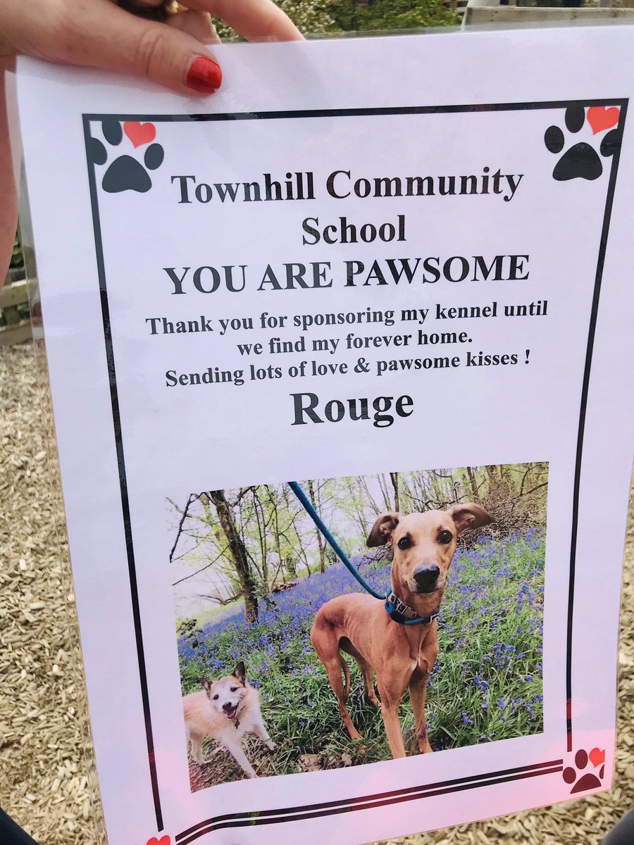BubsyTownhill's tweet photo. Junior STF have had a wonderful day @LlysNini Animal Centre, learning all about the care they take with animals in need. We have sponsored Rouge’s kennel! What a brilliant day! #THCstf #THCtopic #outdoorlearning #RSPCA #AnimalRights https://t.co/FL59i8yYtK