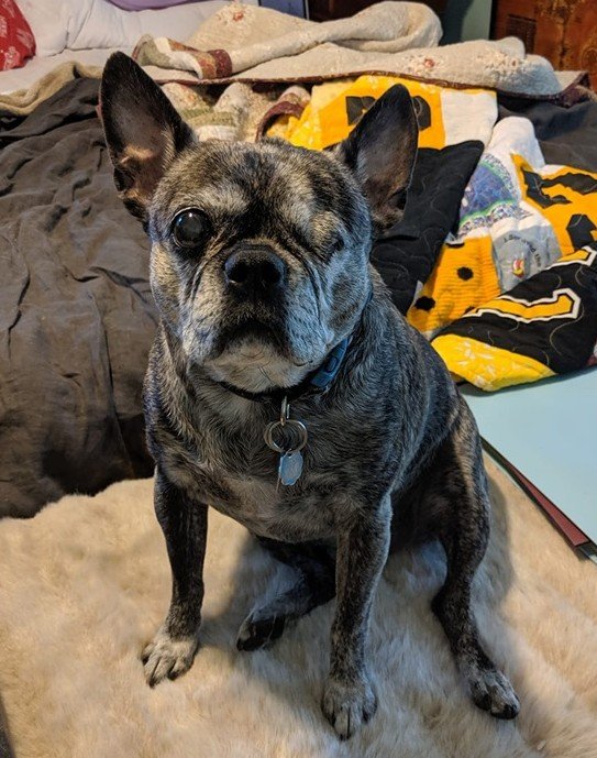 MLIStewart's tweet image. #Liesl #MyDogs #OneOfFive #OneEyedGirl