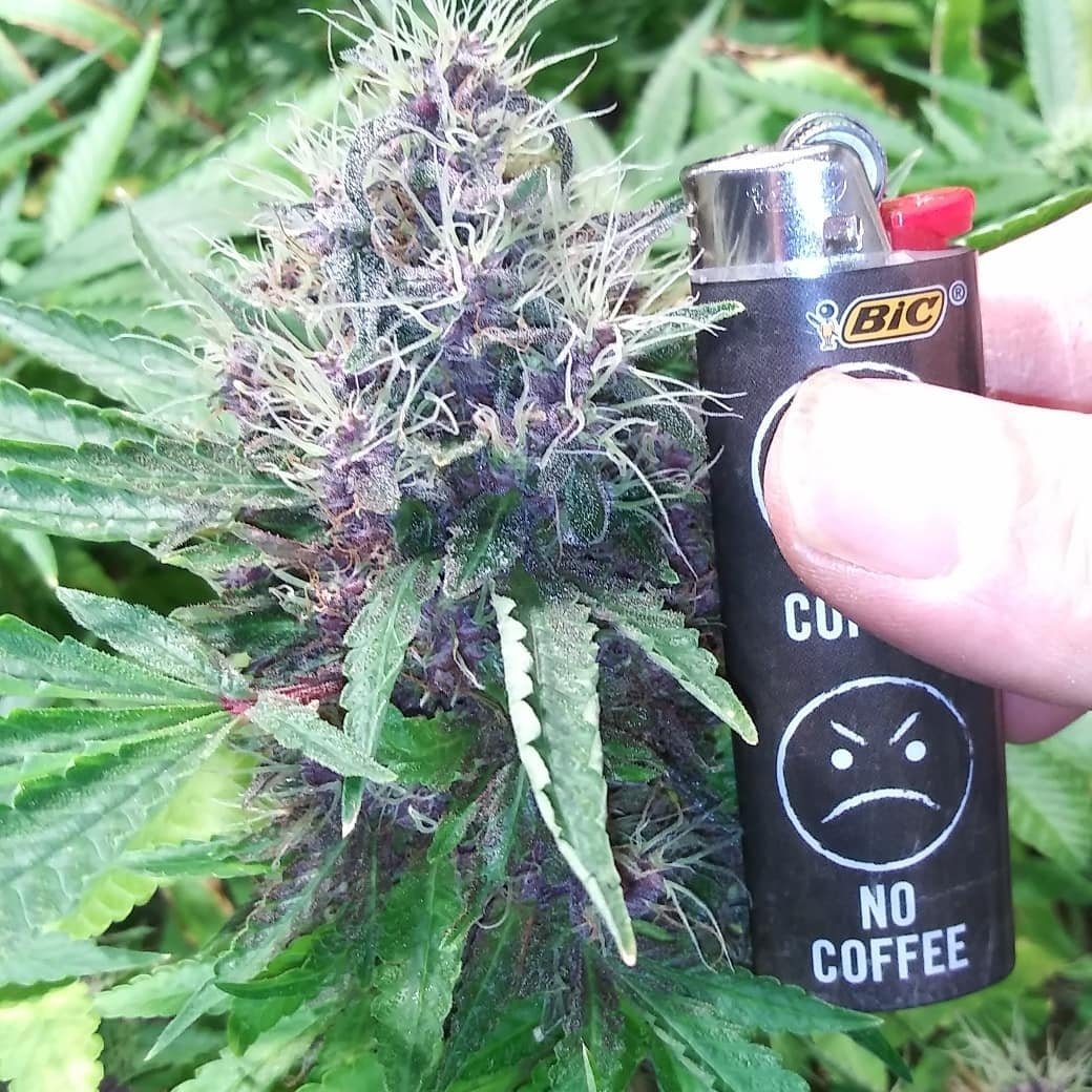 SunPlix's tweet photo. From @therealterppharmer - #melvanetics #buckeyepurple not showing any signs of letting up any time soon ๐๐๐๐ super duper excited to see how she will finish out. She has a suoer sweet small and her flowers are solid as a rock already!! #growyourown #sunplix_cmh #315cmh https://t.co/zP0ZMQqA3E
