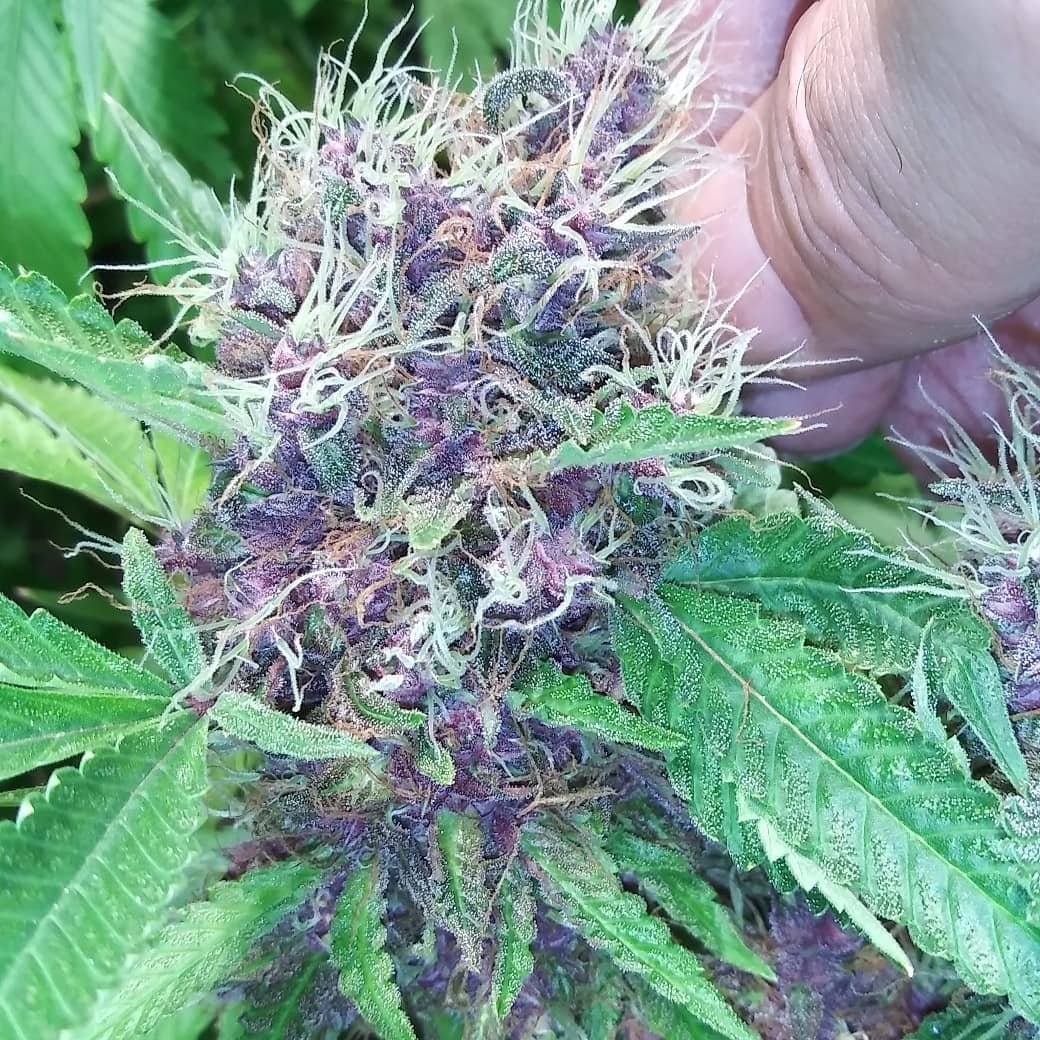 SunPlix's tweet photo. From @therealterppharmer - #melvanetics #buckeyepurple not showing any signs of letting up any time soon ๐๐๐๐ super duper excited to see how she will finish out. She has a suoer sweet small and her flowers are solid as a rock already!! #growyourown #sunplix_cmh #315cmh https://t.co/zP0ZMQqA3E