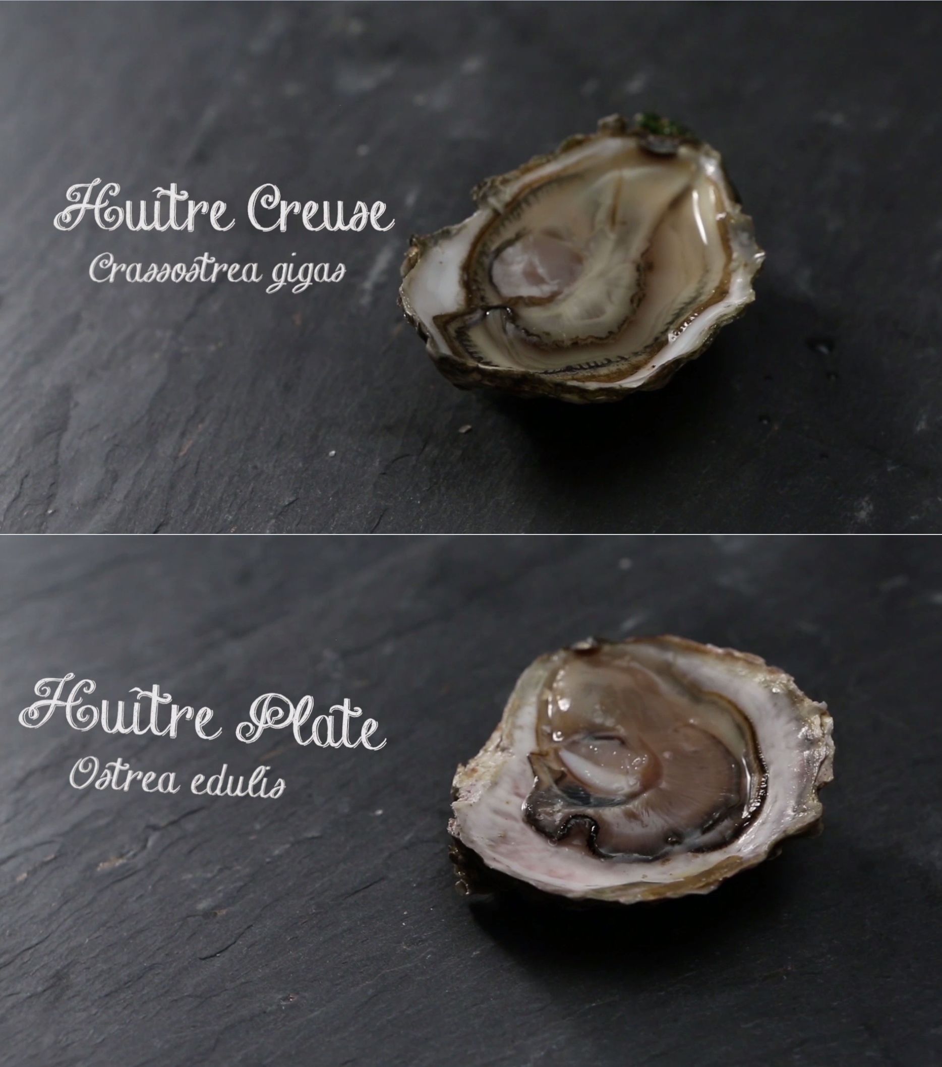 Huître creuse, Crassostrea gigas