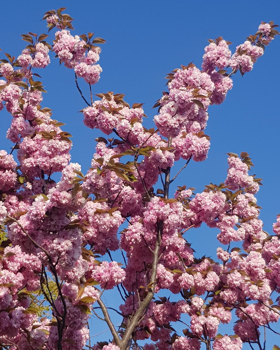 GraceGraham_KIS's tweet image. I feel no shame whatsoever in saying I have therapy. I am able to smile, I mean really smile. This morning was my second face to face session and I am making great progress and doing more of what makes me happy 😊 #MentalHealthAwarenessWeek #happinessisachoice #talkingworks #cbt
